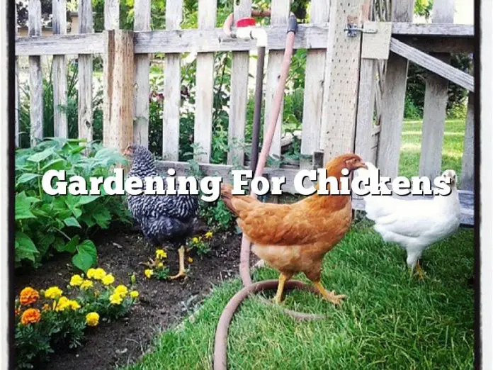 Gardening For Chickens