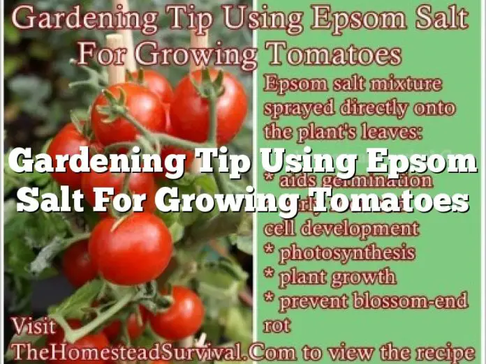 Gardening Tip Using Epsom Salt For Growing Tomatoes