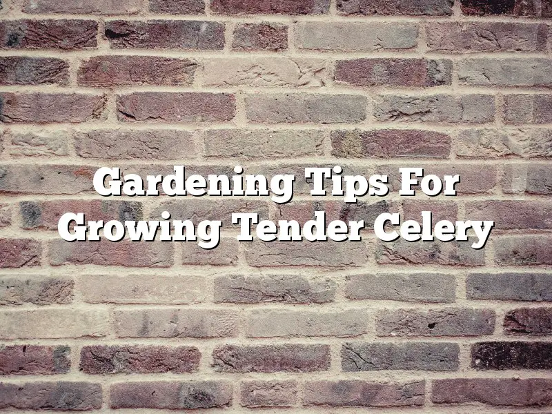 Gardening Tips For Growing Tender Celery