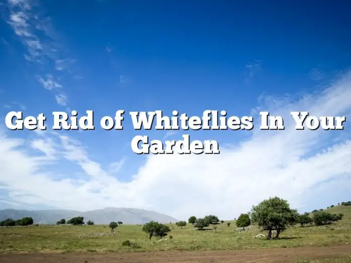 Get Rid of Whiteflies In Your Garden