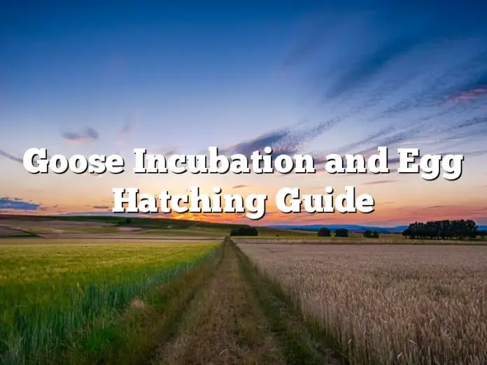 Goose Incubation and Egg Hatching Guide