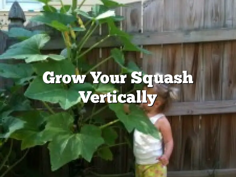 Grow Your Squash Vertically