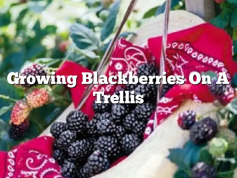 Growing Blackberries On A Trellis