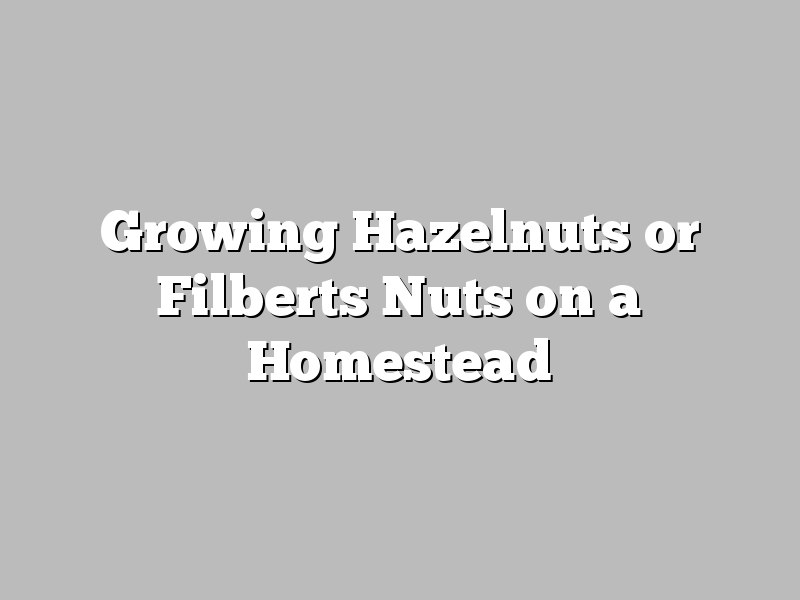 Growing Hazelnuts or Filberts Nuts on a Homestead