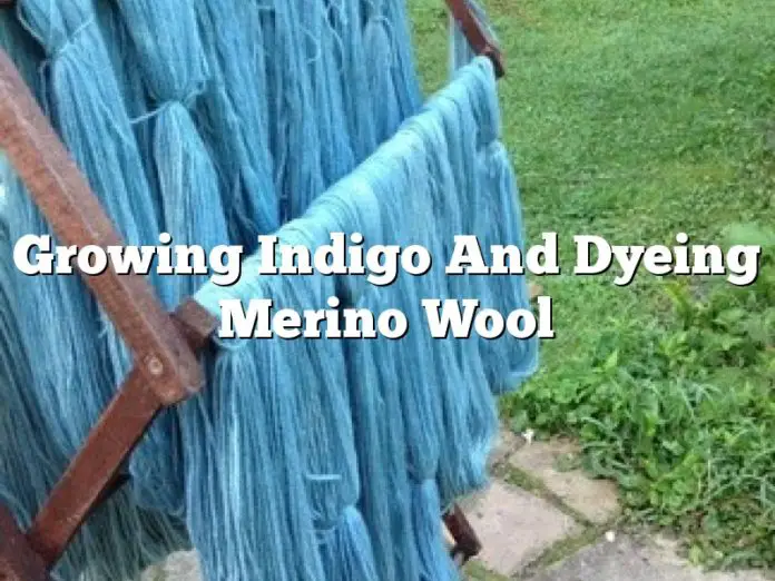 Growing Indigo And Dyeing Merino Wool