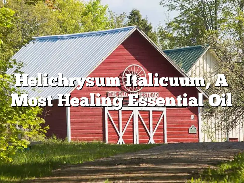 Helichrysum Italicuum, A Most Healing Essential Oil