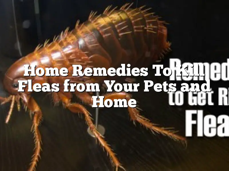 Home Remedies To Kill Fleas from Your Pets and Home