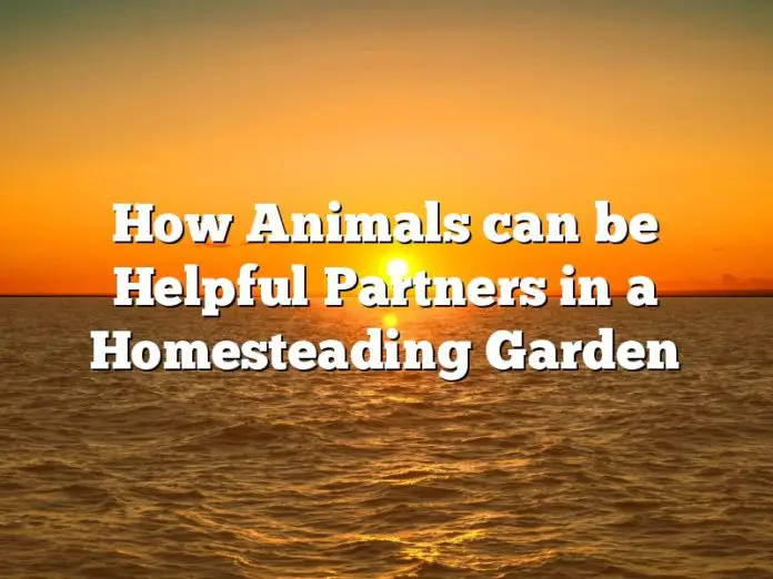 How Animals can be Helpful Partners in a Homesteading Garden
