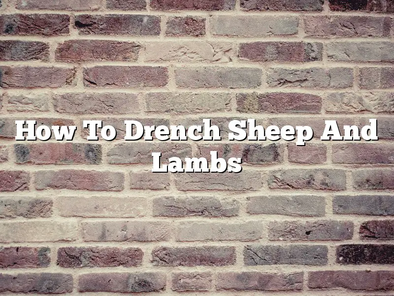 How To Drench Sheep And Lambs