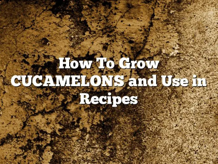 How To Grow CUCAMELONS and Use in Recipes