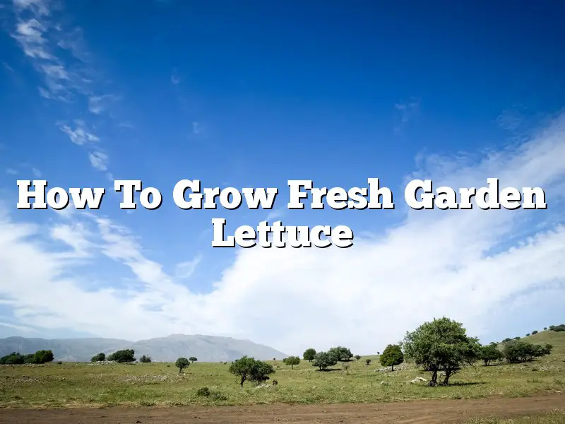 How To Grow Fresh Garden Lettuce