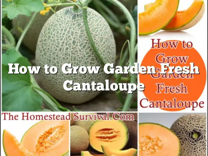 How to Grow Garden Fresh Cantaloupe - The Homestead Survival