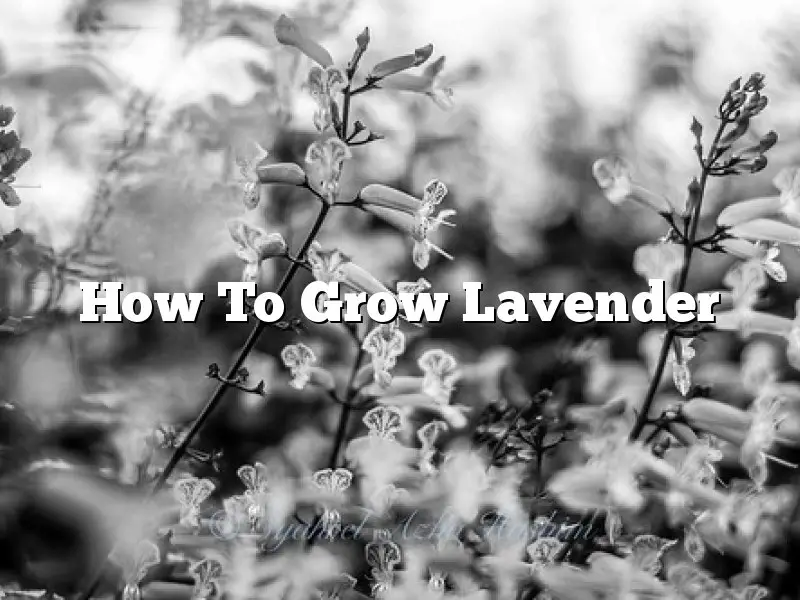 How To Grow Lavender