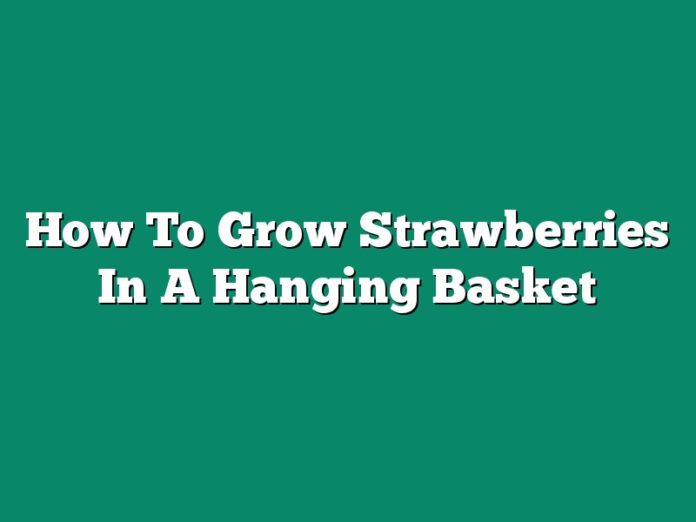 How To Grow Strawberries In A Hanging Basket