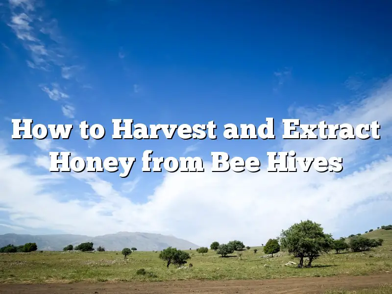 How to Harvest and Extract Honey from Bee Hives