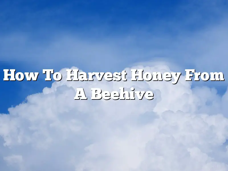 How To Harvest Honey From A Beehive
