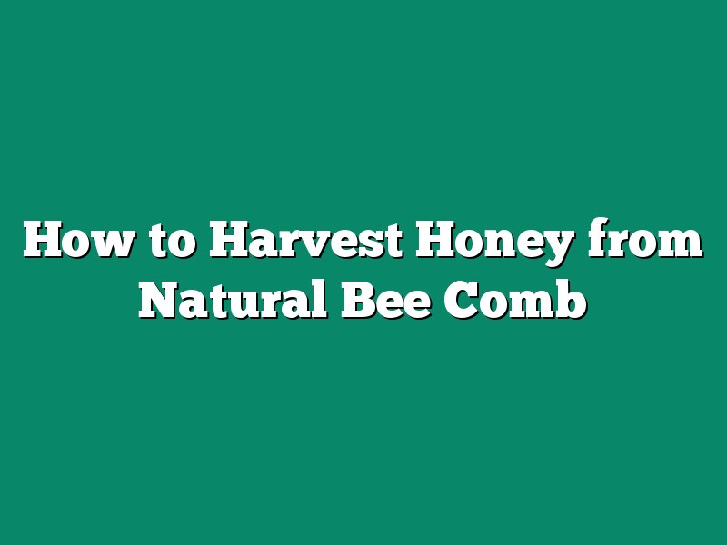 How to Harvest Honey from Natural Bee Comb