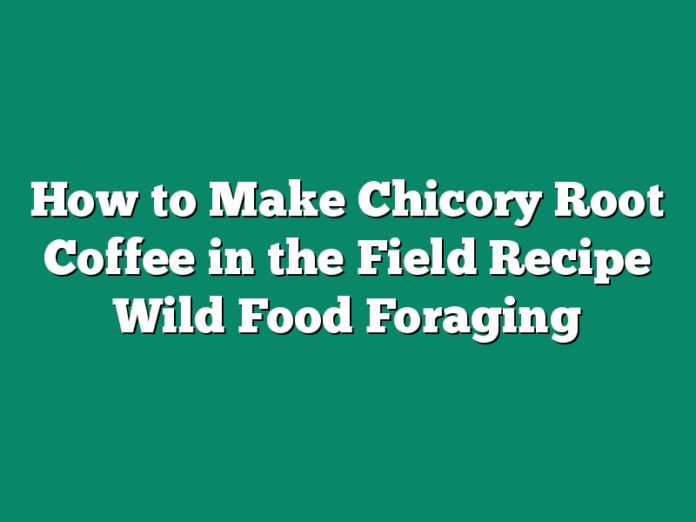 How to Make Chicory Root Coffee in the Field Recipe  Wild Food Foraging