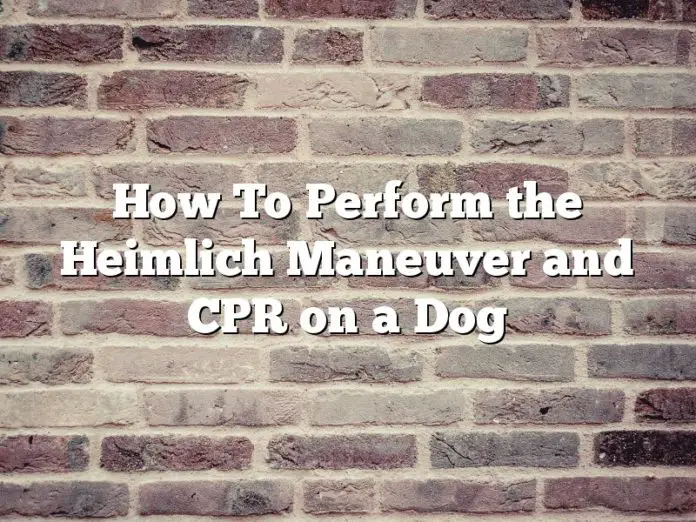 How To Perform the Heimlich Maneuver and CPR on a Dog