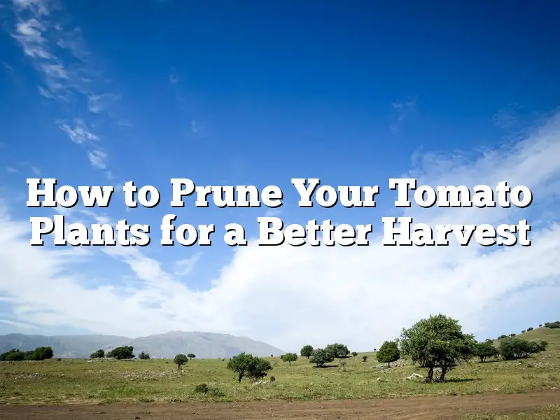 How to Prune Your Tomato Plants for a Better Harvest