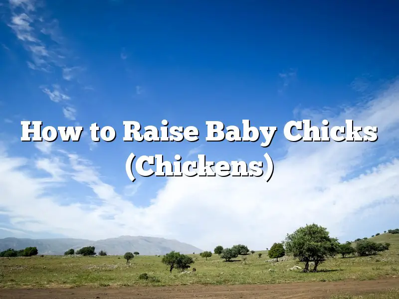 How to Raise Baby Chicks (Chickens)