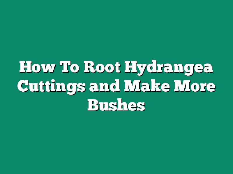 How To Root  Hydrangea Cuttings and Make More Bushes