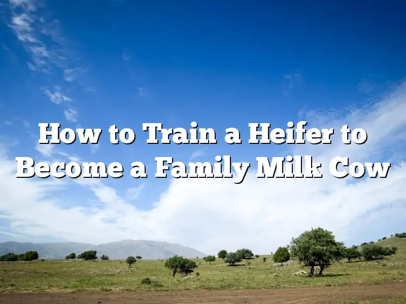 How to Train a Heifer to Become a Family Milk Cow