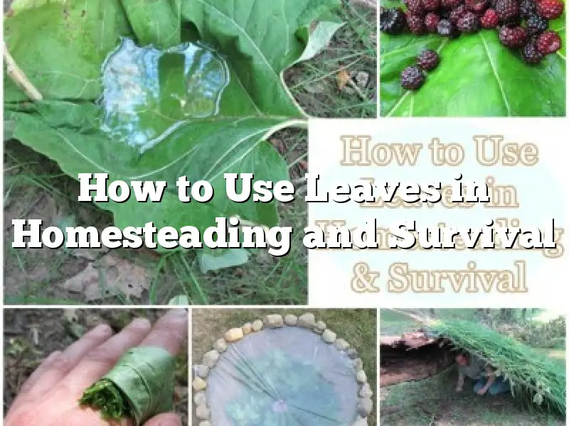 How to Use Leaves in Homesteading and Survival