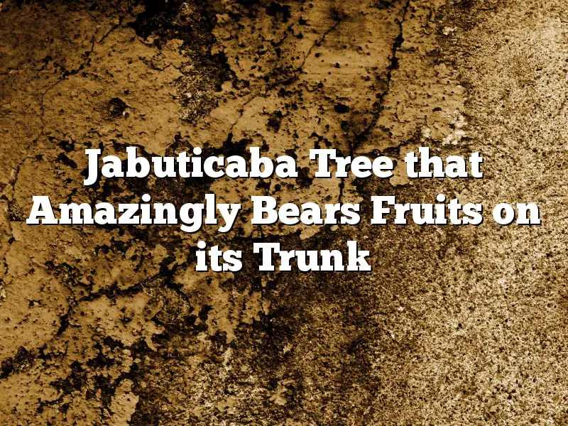 Jabuticaba Tree that Amazingly Bears Fruits on its Trunk