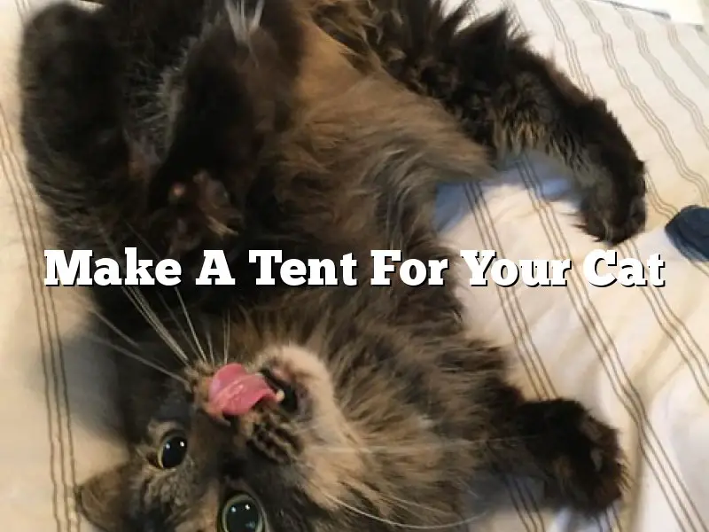 Make A Tent For Your Cat