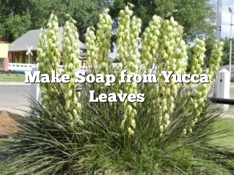 Make Soap from Yucca Leaves