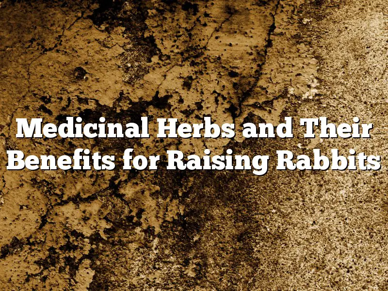 Medicinal Herbs and Their Benefits for Raising Rabbits
