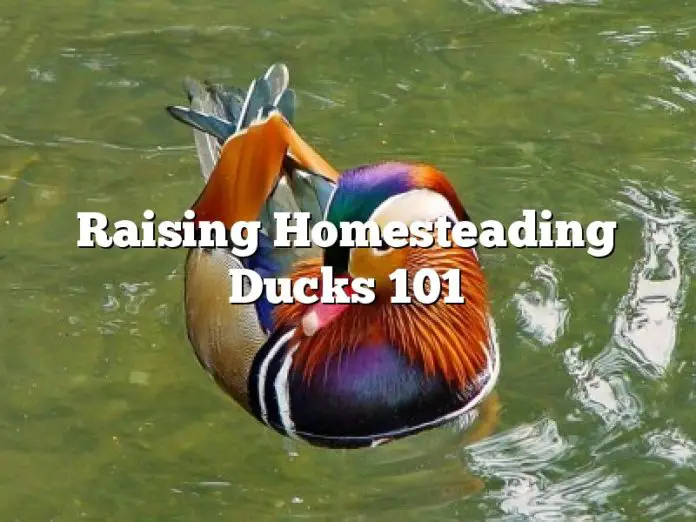 Raising Homesteading Ducks 101