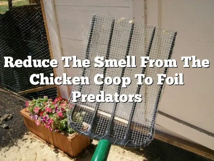 Reduce The Smell From The Chicken Coop To Foil Predators