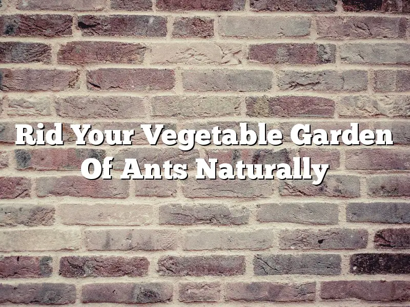 Rid Your Vegetable Garden Of Ants Naturally