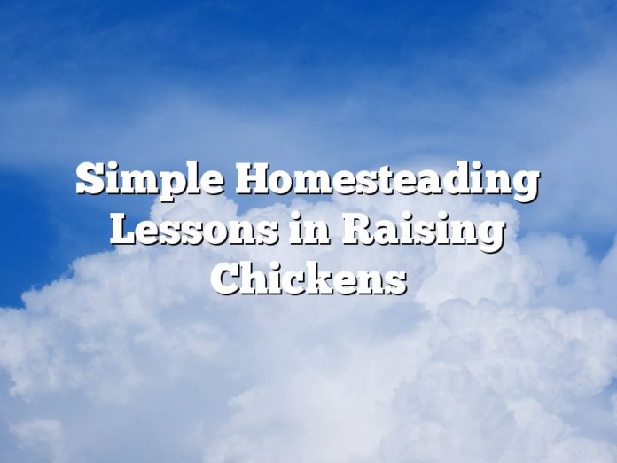 Simple Homesteading Lessons in Raising Chickens