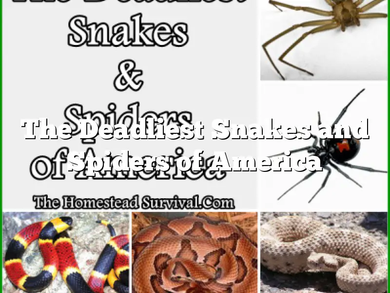 The Deadliest Snakes and Spiders of America