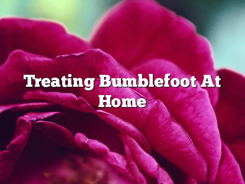 Treating Bumblefoot At Home