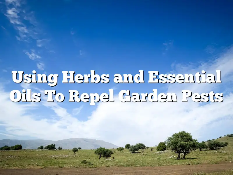 Using Herbs and Essential Oils To Repel Garden Pests