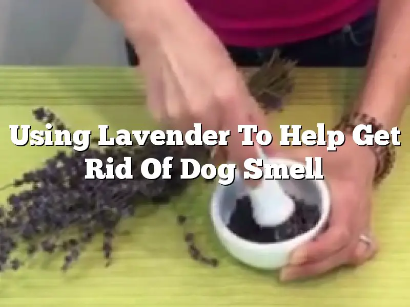 Using Lavender To Help Get Rid Of Dog Smell
