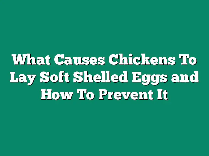 What Causes Chickens To Lay Soft Shelled Eggs and How To Prevent It