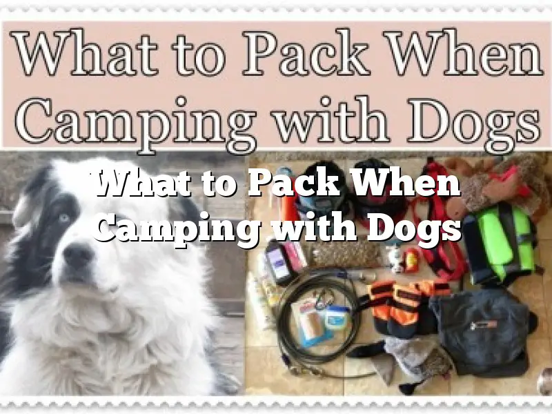 What to Pack When Camping with Dogs