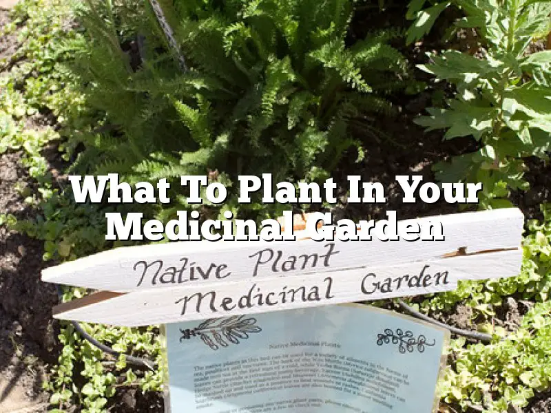 What To Plant In Your Medicinal Garden