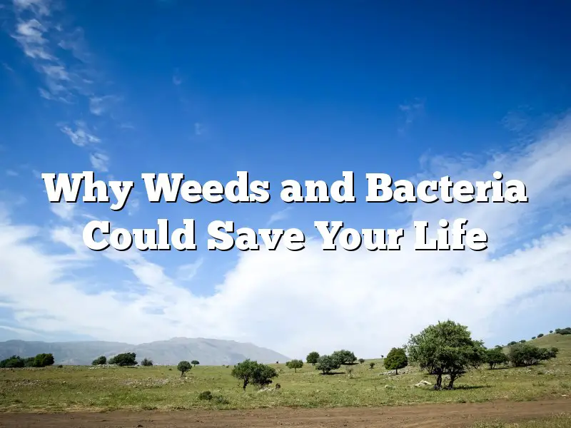 Why Weeds and Bacteria Could Save Your Life