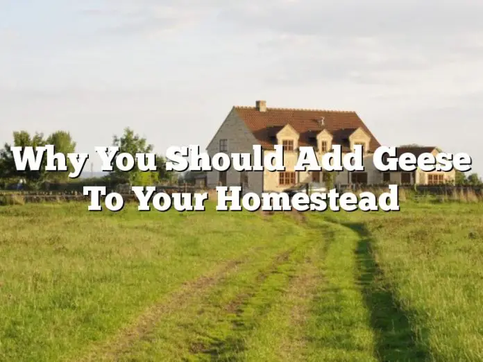 Why You Should Add Geese To Your Homestead
