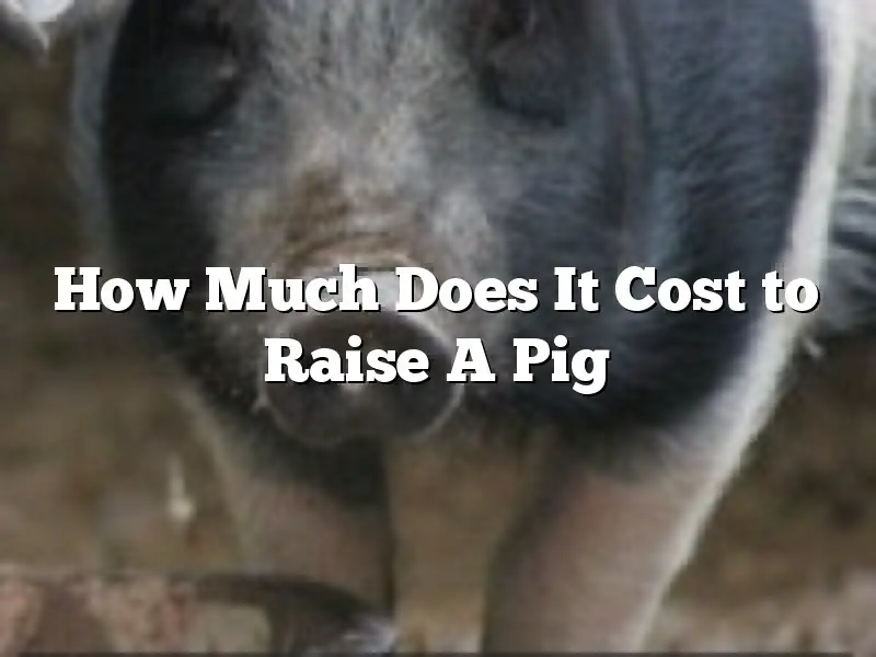 How Much Does It Cost to Raise A Pig