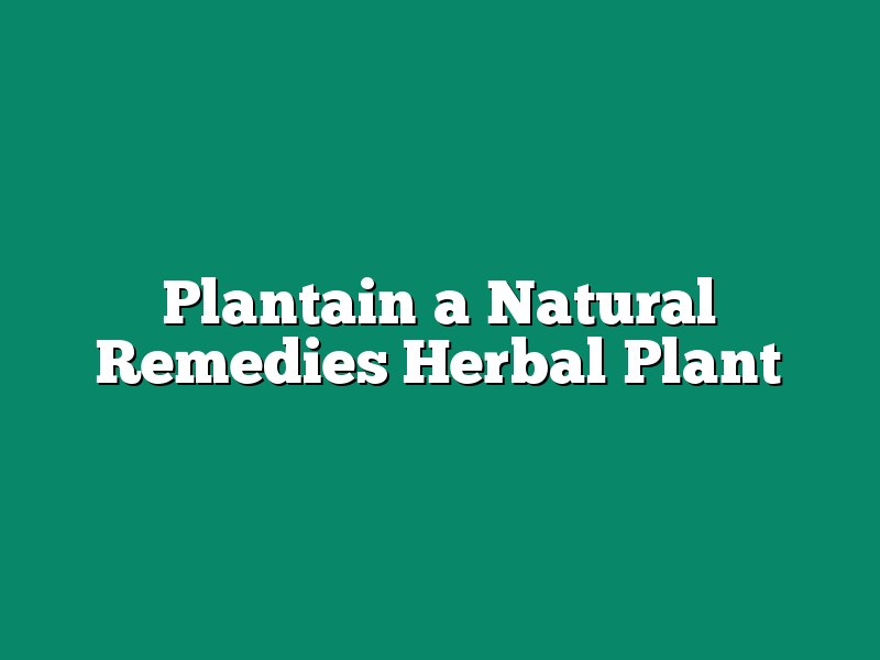 Plantain a Natural Remedies Herbal Plant