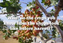 What do the crops you know from the shops look like before harvest?