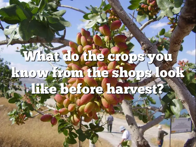 What do the crops you know from the shops look like before harvest?