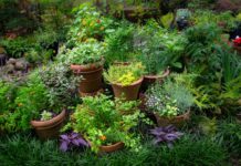 Herbs in Your Garden